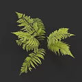 Vibrant Green Fern Plant Featuring Lush Feathery Fronds For Home Decor