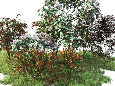 Various Garden Shrubs With Purple Flowers And Red Green Leaves On Grass 3d model