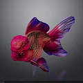 Vibrant Goldfish With Red Pink Body Purple Fins And Bulbous Head On Dark Background