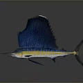 Sailfish With Blue And Yellow Body Large Dorsal Fin And Pointed Bill