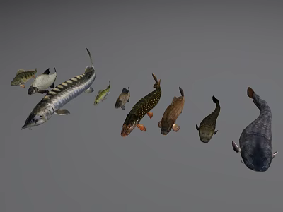 Different Types of Aquatic Animals Featuring Various Fish Species in 3d model