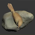 Small Brown Bird Standing On Rock With Yellow Feet And Green Leg Band