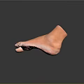 Medical Device Anatomical Foot Model Designed For Medical Training And Education