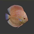 Vibrant Tropical Discus Fish With Red Spots And Blue Fins On Gray Background