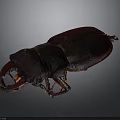 Dark Red Stag Beetle With Large Mandibles Shiny Exoskeleton Isolated On Dark Background