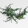 Lush Green Climbing Vine with Yellow Flowers and Fresh Green Leaves