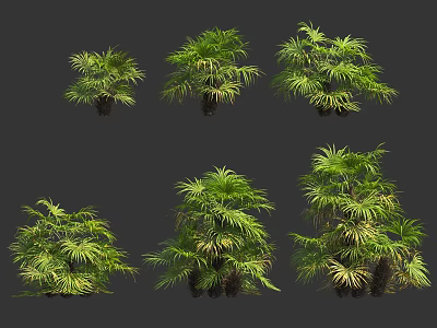 Collection Of Green Palm Plants With Lush Foliage And Various Sizes 3d model