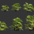 Collection Of Green Palm Plants With Lush Foliage And Various Sizes