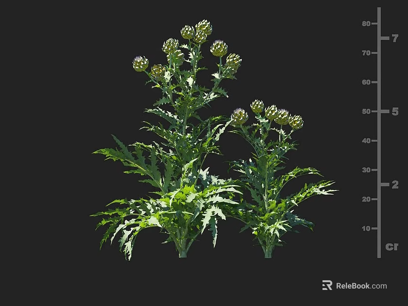 Healthy Green Crop Plant With Lush Leaves And Multiple Flower Buds Growing Vibrantly 3d model 