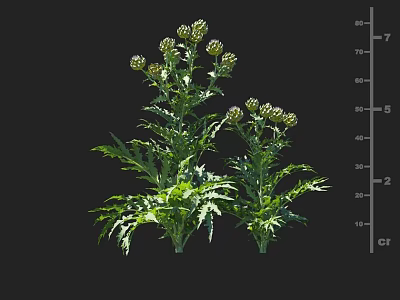 Healthy Green Crop Plant With Lush Leaves And Multiple Flower Buds Growing Vibrantly 3d model