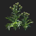 Healthy Green Crop Plant With Lush Leaves And Multiple Flower Buds Growing Vibrantly