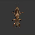 Close Up Of Mole Cricket With Brown Exoskeleton Long Antennae On Dark Background