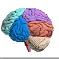 Human Brain 3D Model With Colorful Anatomical Regions And Vascular Textures
