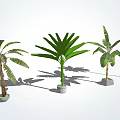 Different Types of Potted Arbor Trees With Various Leaf Shapes And Shadows