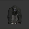 Gorilla 3D Model in Standing Pose With Detailed Fur and Gray Gradient Background 3d model