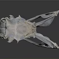 Close Up View Of Detailed Animal Skull Skeletal Structure With Cranial Features