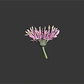 Pink And White Flower With Gradient Petals Yellow Center And Green Stem On Black Background