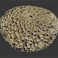 Coral Polyps Structure With Intricate Honeycomb Pattern On Gray Background