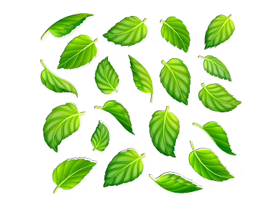 Fresh Green Leaves Collection With Various Shapes For Decorative And Natural Design 3d model