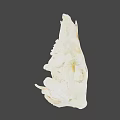 Detailed Animal Skull With White Bone Structure And Brown Fossil Marks