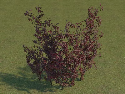 Deep Red Vine Plant With Lush Leaves Growing On Green Grass 3d model