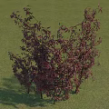 Deep Red Vine Plant With Lush Leaves Growing On Green Grass