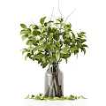 Transparent And Dark Glass Vases With Green Ferns Leaves And Eucalyptus Plants Arrangement