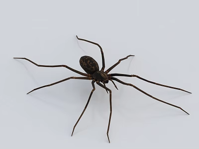 Close Up Image Of Dark Reptile With Long Legs On White Background 3d model