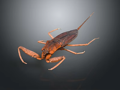 Brown Water Scorpion With Long Legs And Tail On Dark Background 3d model