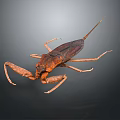 Brown Water Scorpion With Long Legs And Tail On Dark Background