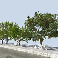 Decorative Hawthorn Trees With Lush Green Foliage And Red Fruits Along Roadside