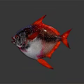 Vibrant Red Blue Purple Fish With White Spots And Red Fins