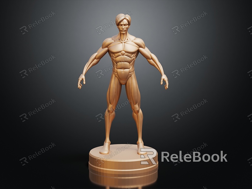 Modern Human Muscle Mannequin Muscle model