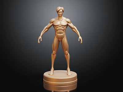 Standing Golden Human Muscle Anatomical Model for Medical Education on Black Base 3d model