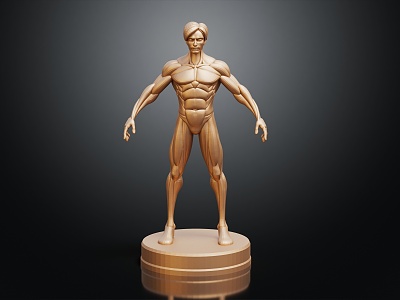 Modern Human Muscle Mannequin Muscle model