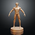 Standing Golden Human Muscle Anatomical Model for Medical Education on Black Base