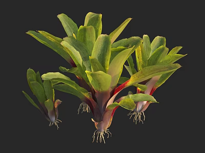 Herb Plants With Green And Yellow Leaves Red Stems And Visible Roots 3d model