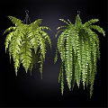 Decorative Ornament Set of Hanging Green Ferns with Lush Fronds for Indoor Decor