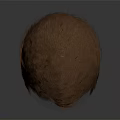 Realistic Brown Human Hair Design For Head Organ Model With Natural Texture