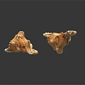Natural Conch Shell Decorative Ornament Set With Peach Color And Textured Reflective Base