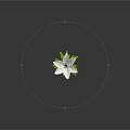 White Lily Flower With Green Stem And Leaves On Grey Background