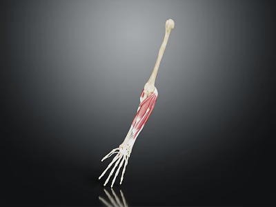 Human Arm Organ Anatomical Model Showing Skeleton Muscles and Skin Hair Structure 3d model