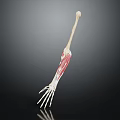 Human Arm Organ Anatomical Model Showing Skeleton Muscles and Skin Hair Structure