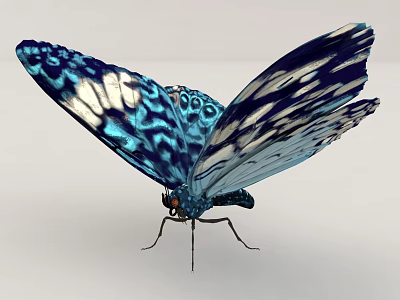 Stunning Blue And White Butterfly Showcasing Intricate Wing Patterns As Flying Creature 3d model