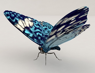 flying animal butterfly insect 3d model