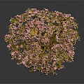 Bonsai Plant With Pink Flowers In Brown Square Pot And Golden Pebbles Against Dark Background