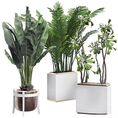 Bonsai Potted Plants With Tropical Leaves Ferns In White Square Gold Trim Metal Frame Pots 3d model