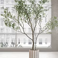 Indoor Bonsai Plant In Stylish Pot By Window With Blinds And Modern Interior Decor