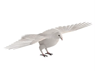 White Pigeon as Flying Animal with Spread Wings in Standing Posture 3d model