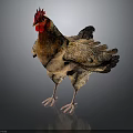 Brown And Beige Chicken With Red Comb Standing On Black Background